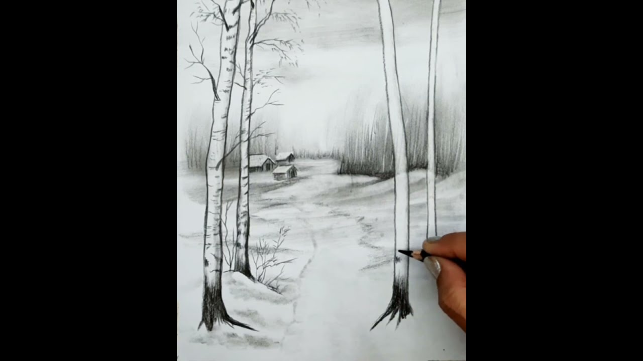 How to Draw Beautiful Birch Tree Landscape Scenery by Pencil for Beginners