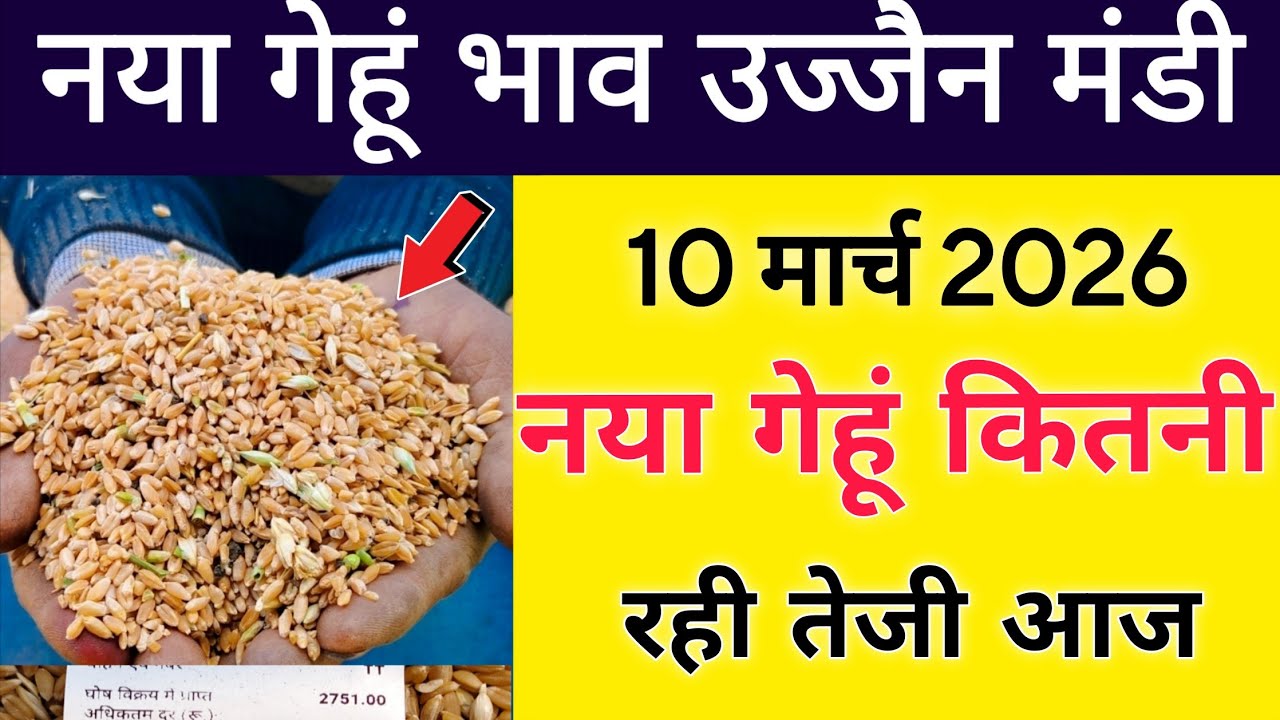 नया गेहुं भाव 10 मार्च 2026 : gehu bhav ujjain Mandi : gehu live bhav ujjain Mandi