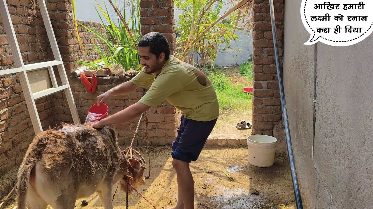 बड़ी मुश्किल से निलाया हमारी लक्ष्मी को  || daily vlogs || lifestyle vlogs || vlog || #pakkivlogs