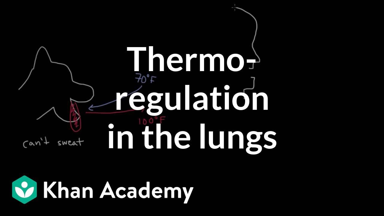 Thermoregulation in the lungs | Respiratory system physiology | NCLEX-RN | Khan Academy