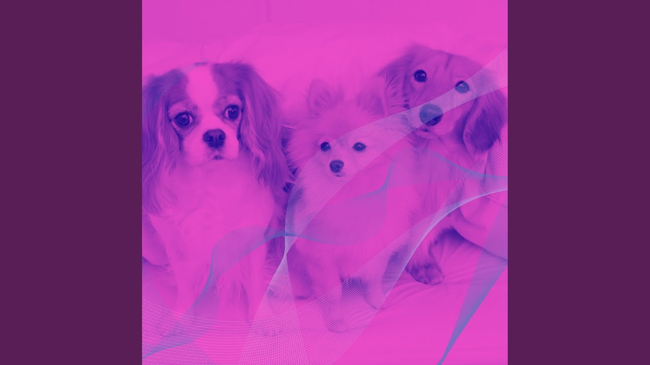 Mellow Ambience for Homey Dogs