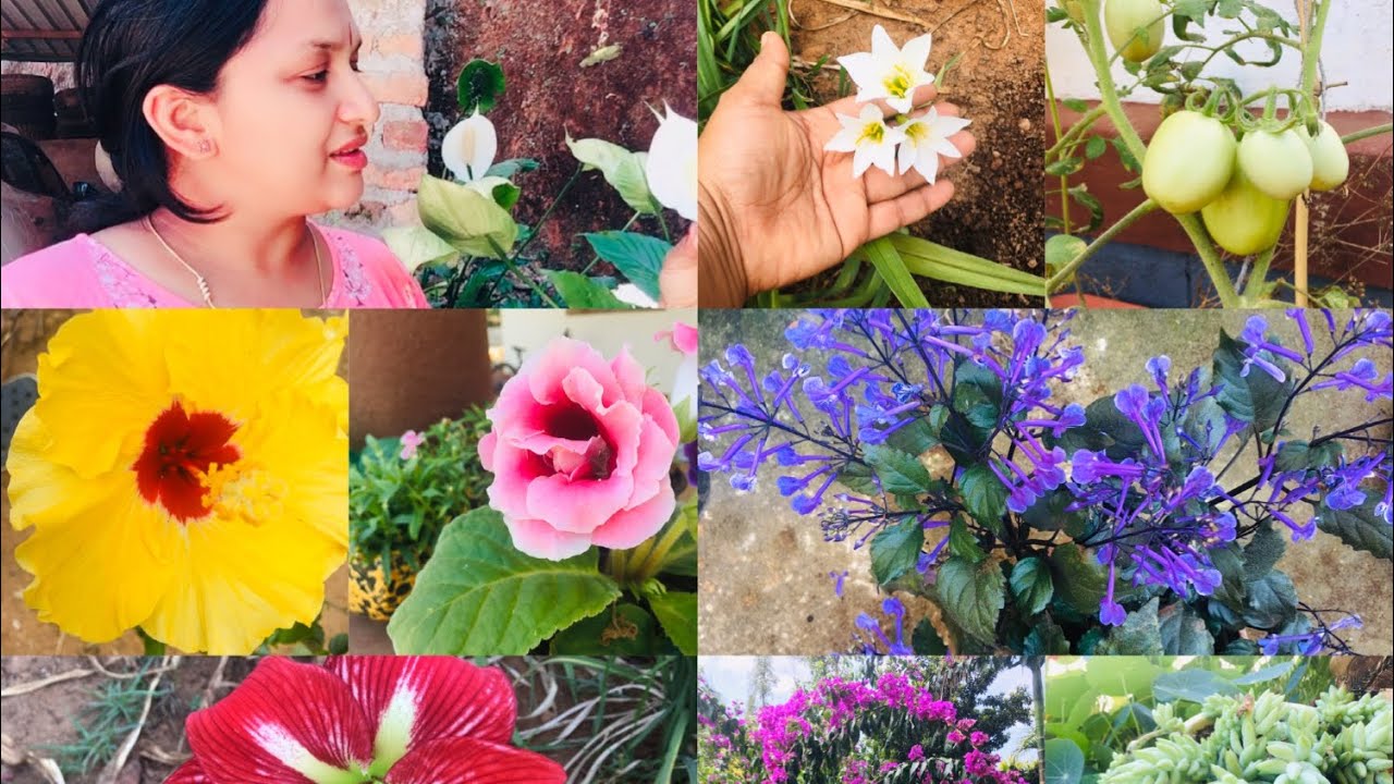 Gardening tips for Beginners/ ಹೊಸದಾಗಿ ಗಿಡಗಳನ್ನು ಬೆಳೆಯುವವರಿಗೆ ಕೆಲವು tips