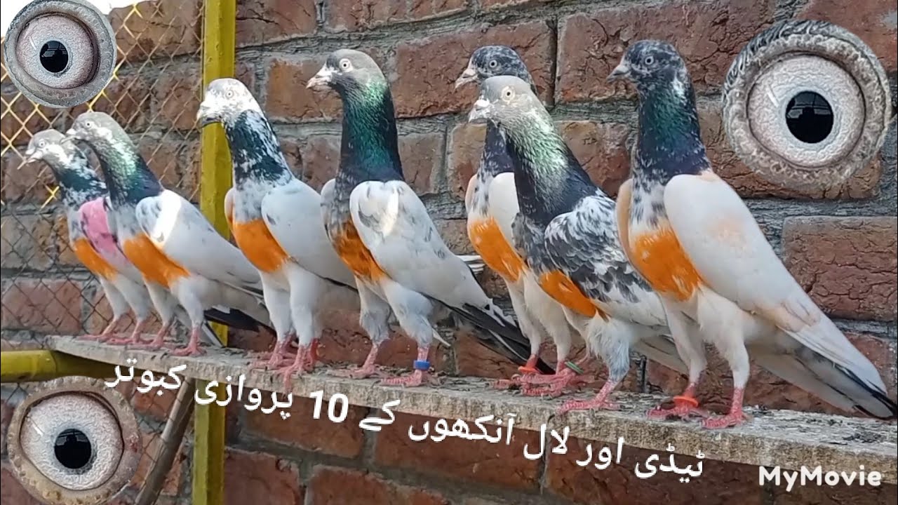 ہائی کوالٹی کے 10 ٹیڈی اور لال آنکھوں کے پروازی کبوتر فارسیل ( محمد حسیب 0310:4502055)