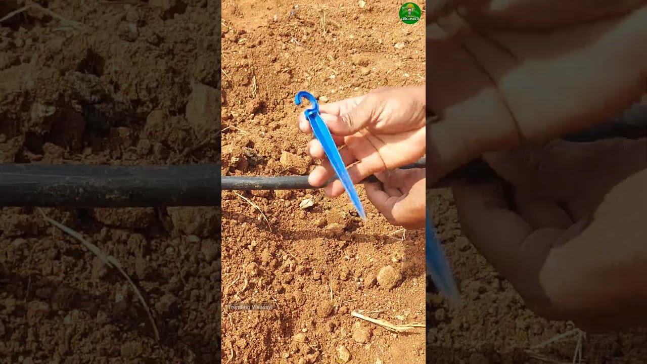 Drip irrigation pipe holder! #farming #drip #irrigation #holder