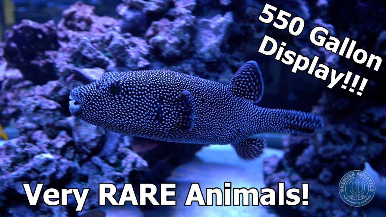 550 Gallon FOWLER Display Aquarium with RARE Fish! Aberrant Tang! | Guineafowl Puffer! | Black Tang!