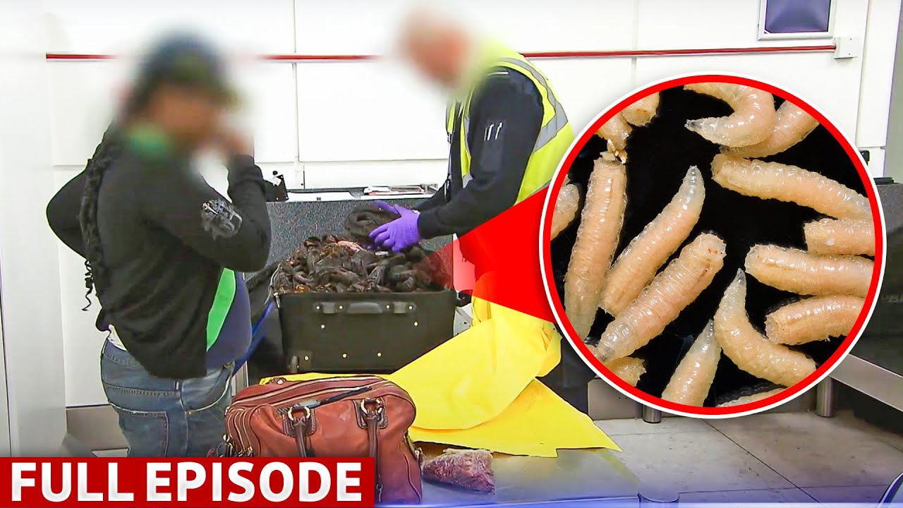 Maggot Infested Suitcases Raises Alarms Bells At Customs | Customs Full Episode Season 3 Episode 11