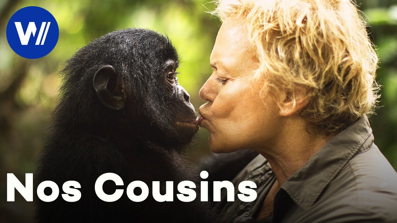Muriel Robin sur la terre des bonobos (Documentaire Complet)