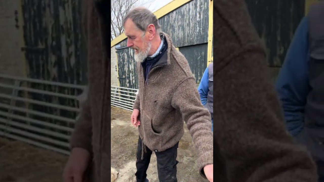 Lammetjes spotten op de Hogeberg