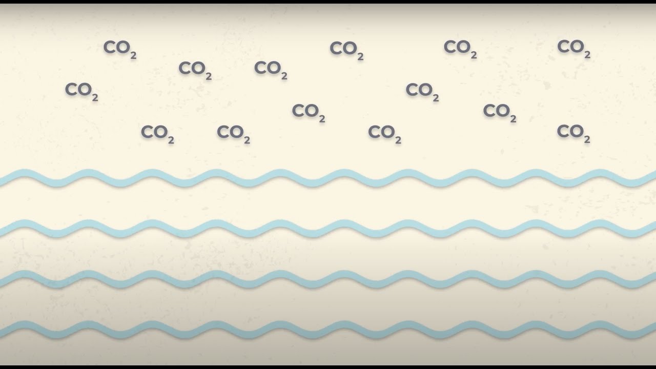 Efectos del cambio climático en el medio marino: acidificación oceánica.