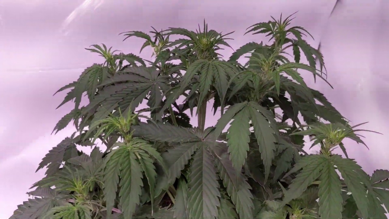 Cream of the Crop Cash Crop Auto - Day 30