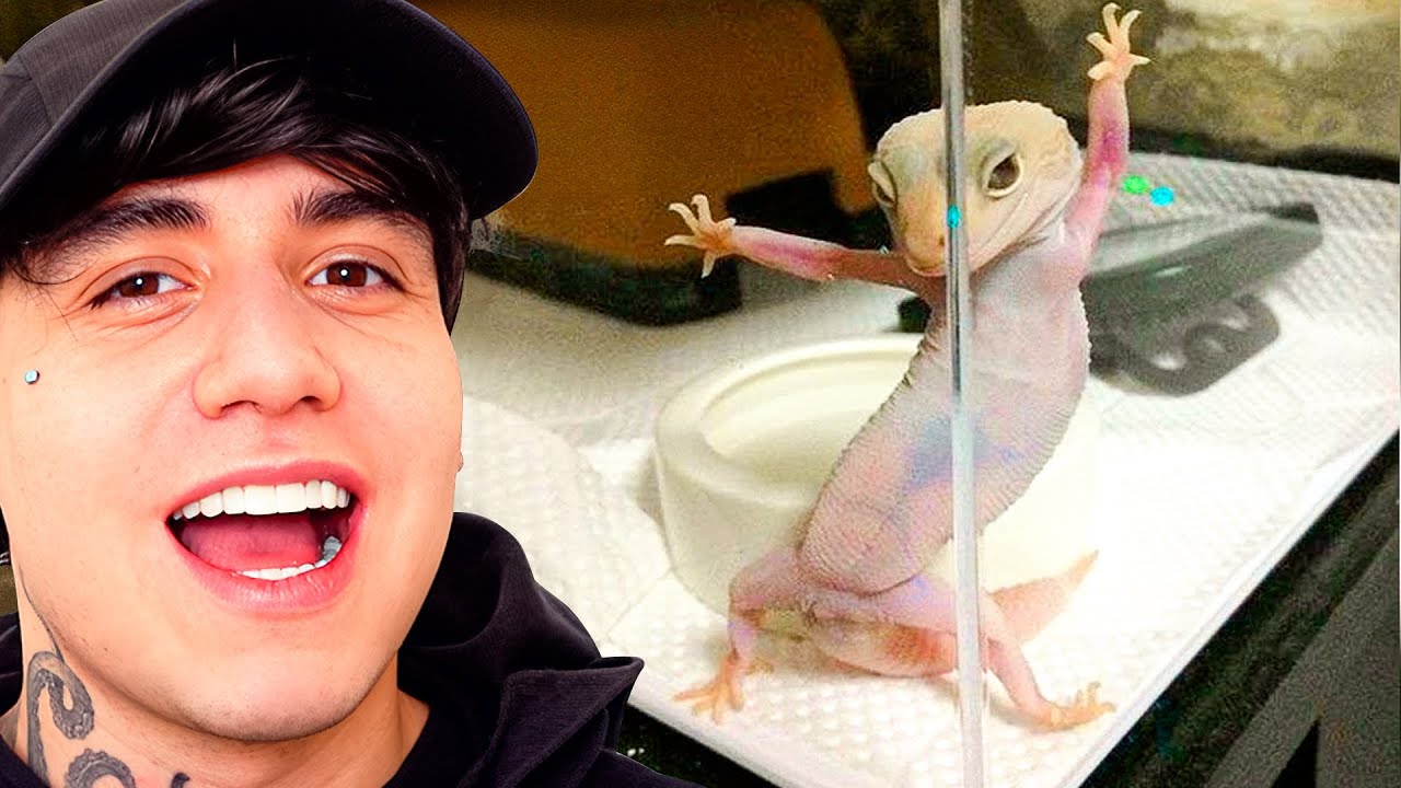 45 MINUTOS DE TIK TOKS CHISTOSOS