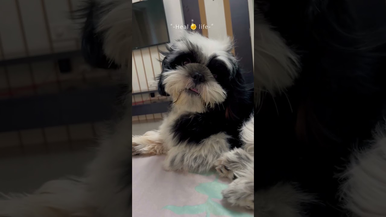 Small dog, big personality ✨ — Koko’s journey from 40 days to now 🐾. #shihtzu #shihtzupuppies