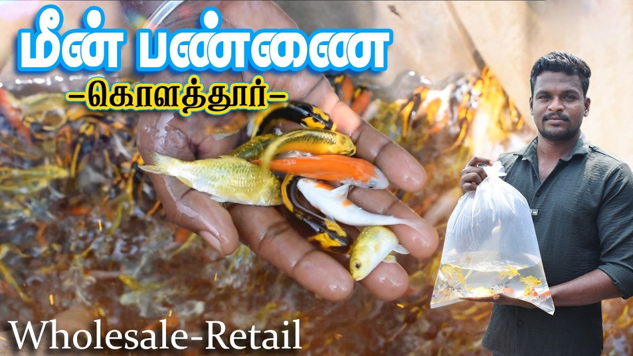 ₹1 ரூபாய்க்கு 10 மீன்கள் வாங்கலாம் | வளர்ப்பு மீன்கள் பண்ணை | Kolathur Fish Market | Sushi Fish Farm
