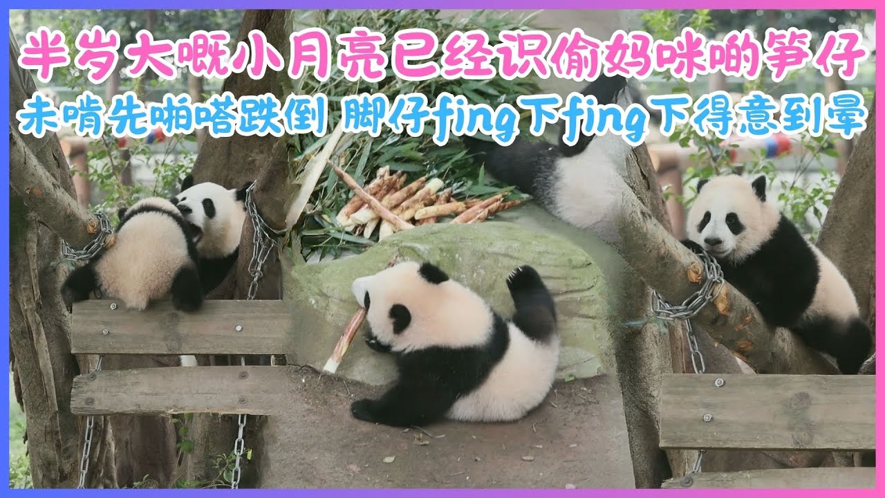 26.01.27💖半岁大嘅小月亮已经识偷妈咪啲笋仔～未啃先啪嗒跌倒，脚仔fing下fing下得意到晕💖