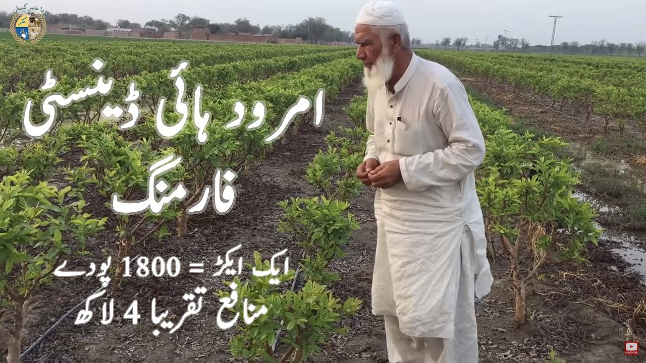 Guava High Density Farming in Pakistan - 4 Lakh/Acre 1 Season Mai Kesy Kamain? | Bakhabar Kissan |