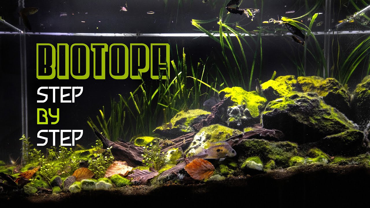 Creating The Most Natural Scape So Far? (4K Step-by-Step)