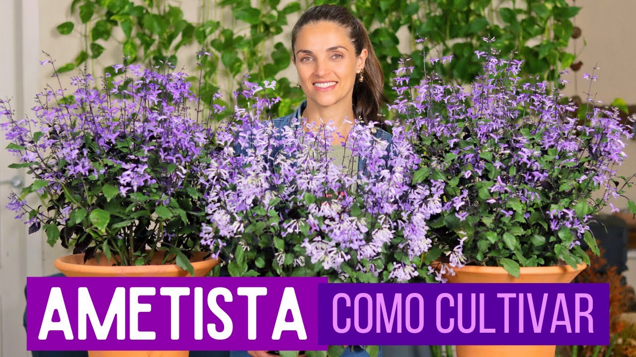 AMETISTA 🌸 FLOR o ANO INTEIRO - APRENDA a CULTIVAR