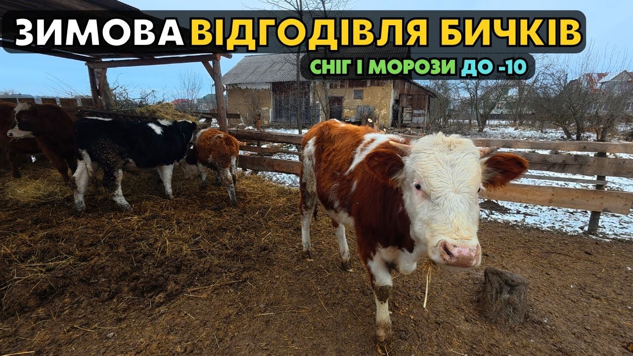 ЗИМОВА ВІДГОДІВЛЯ БИЧКІВ! Сніг та морози до -10. Простий раціон відгодівлі бичків зимою.