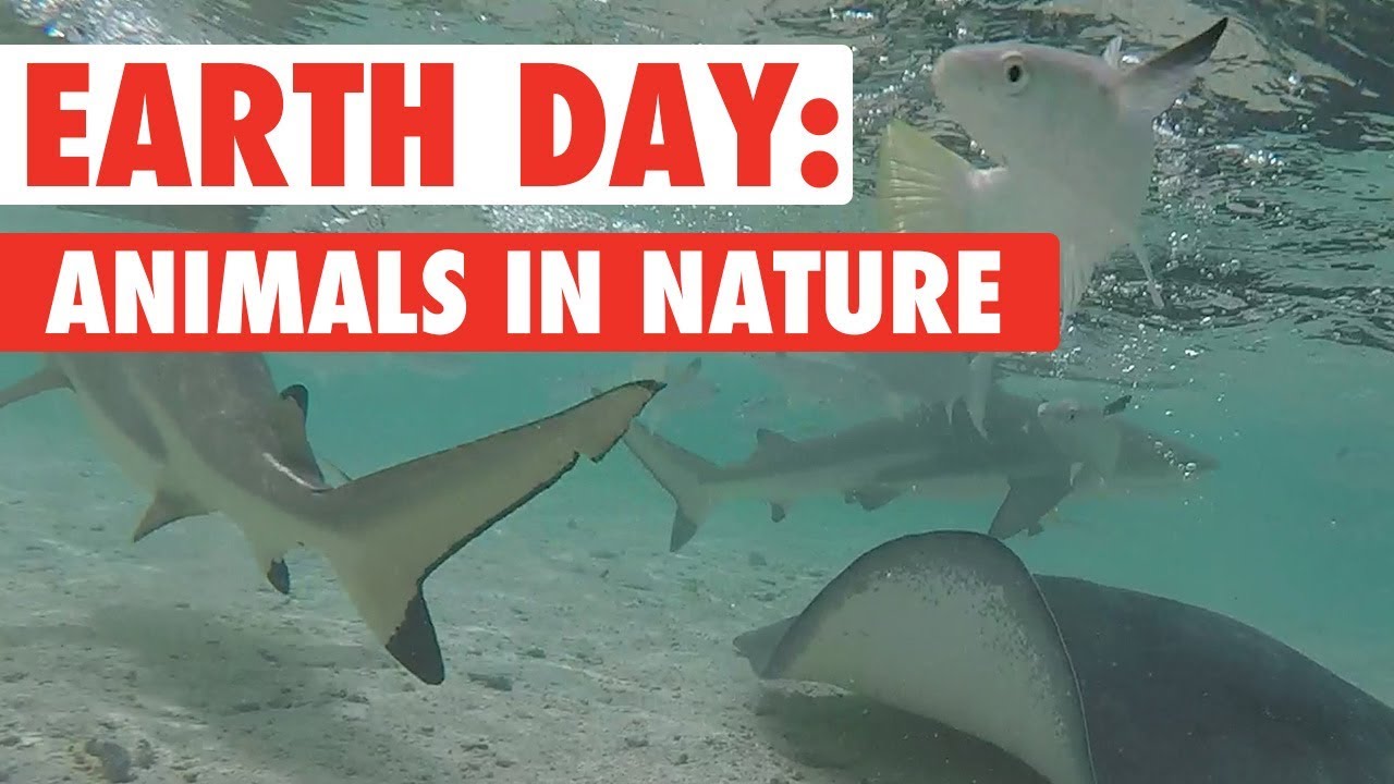Animals Enjoying Nature Compilation | Earth Day 2018