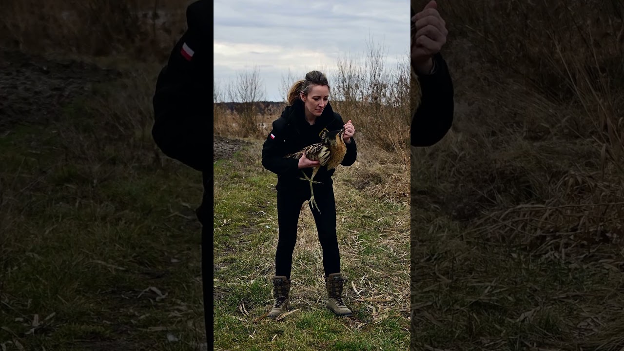 Duch bagien  #zwierzaki #animalhelp #birds #nature #zwierzęta #ciekawostki #