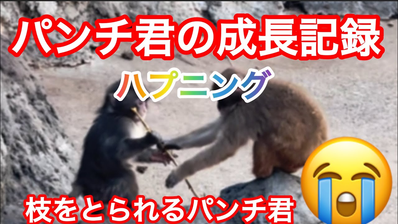 【パンチ君の成長記録】ハプニング🙉枝をとられるパンチ君😭