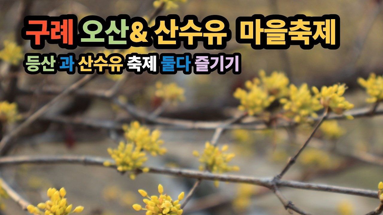 구례 오산& 산수유 마을 축제(등산과 축제 두가지 모두 즐기기)