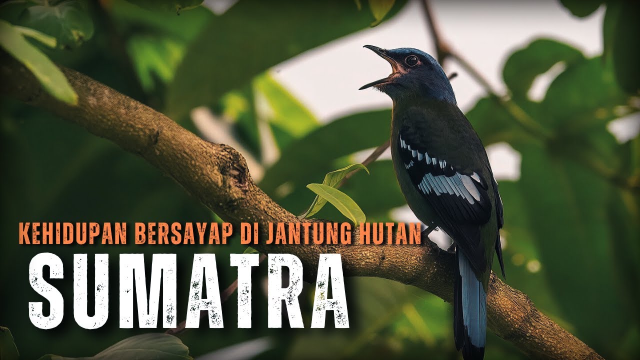 Sumatra: Pulau dengan Kekayaan Burung Endemik yang Luar Biasa