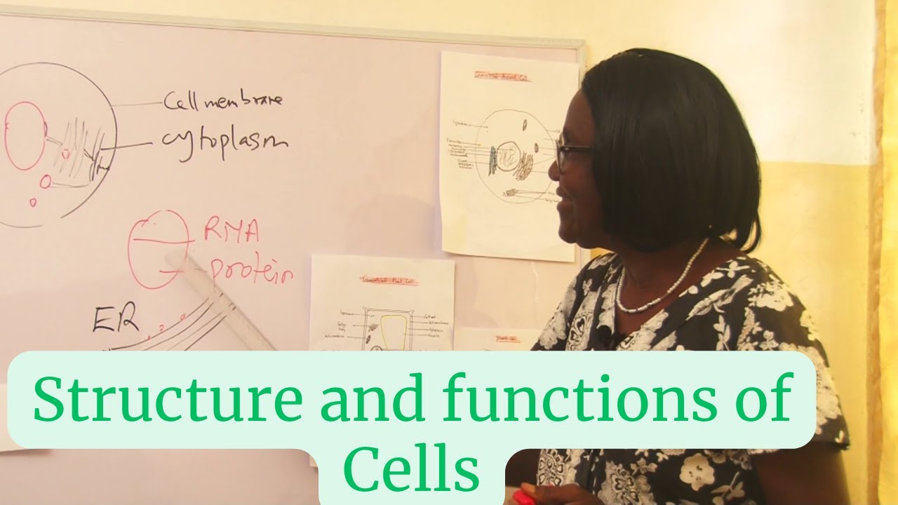 Structure and functions of plant and animal cells