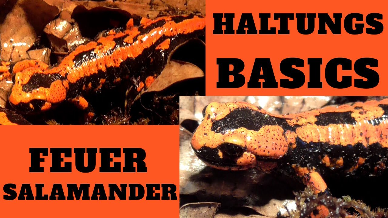 HALTUNGS BASIC FEUERSALAMANDER / SALAMANDRA SALAMANDRA