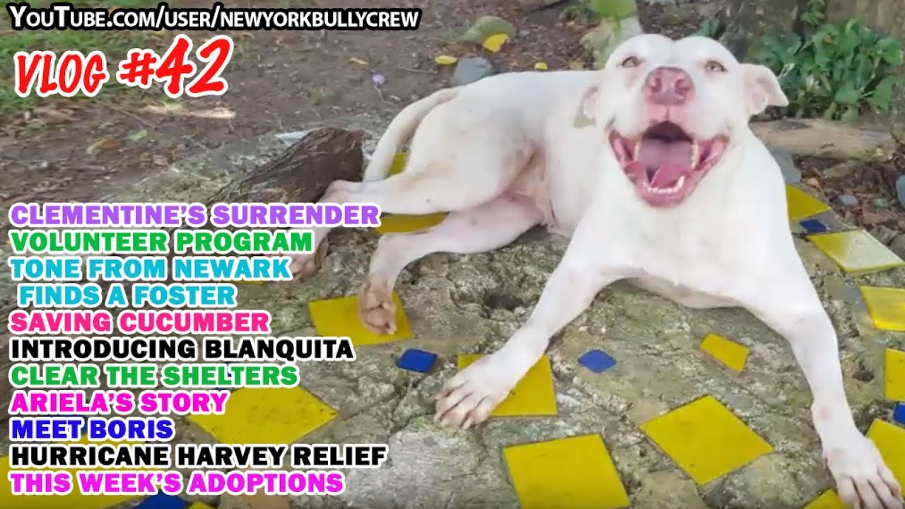 New York Bully Crew | VLOG #42