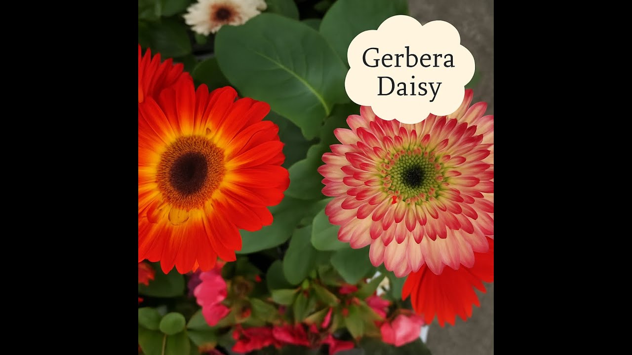 We Grew Gerbera Daisies From Seeds