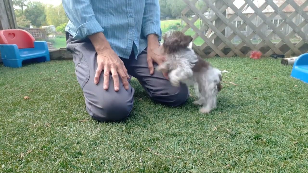 Yorkshire biro de ile aux chiens: élevage holistique familial de chiens hypoallergènes