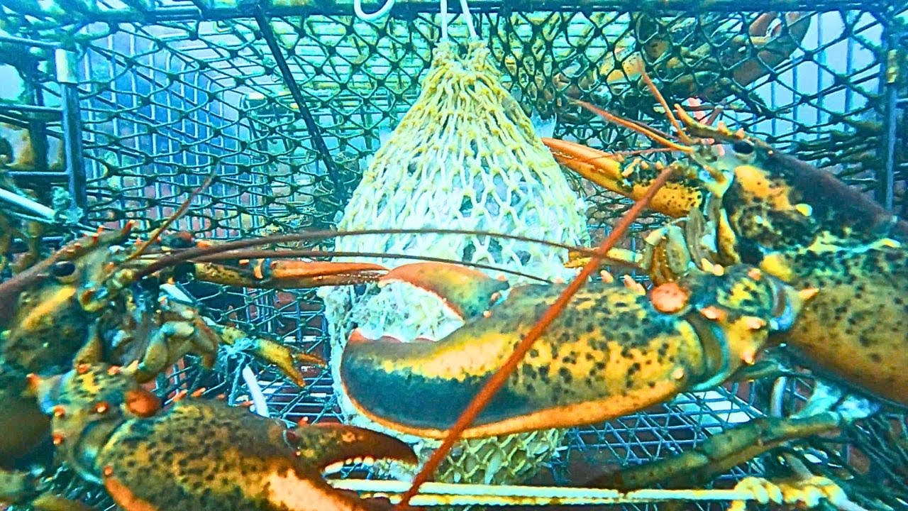 GoPro in a Lobster Trap | Two Big Lobsters Square Off in the Lobster Trap
