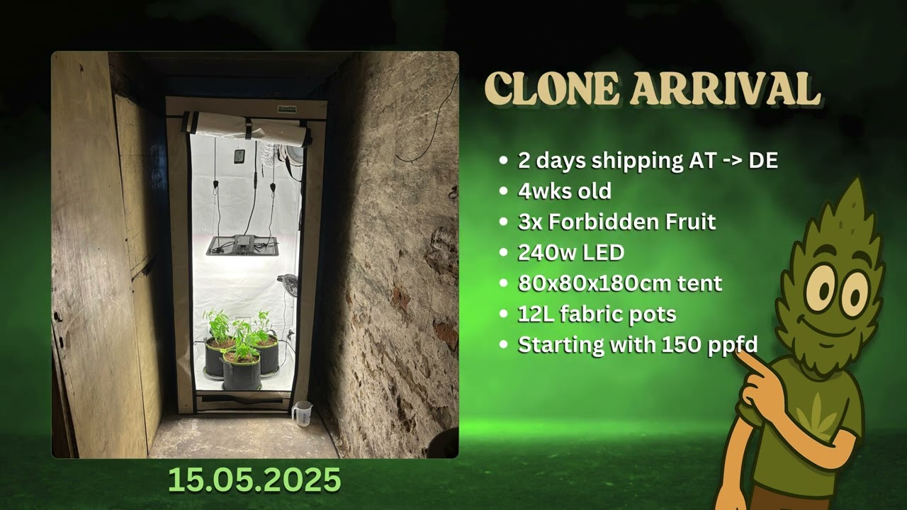 Grow Diary Timelapse - Frobidden Fruit: HOW TO GROW CLONE TO FLOWER by 420Lapse