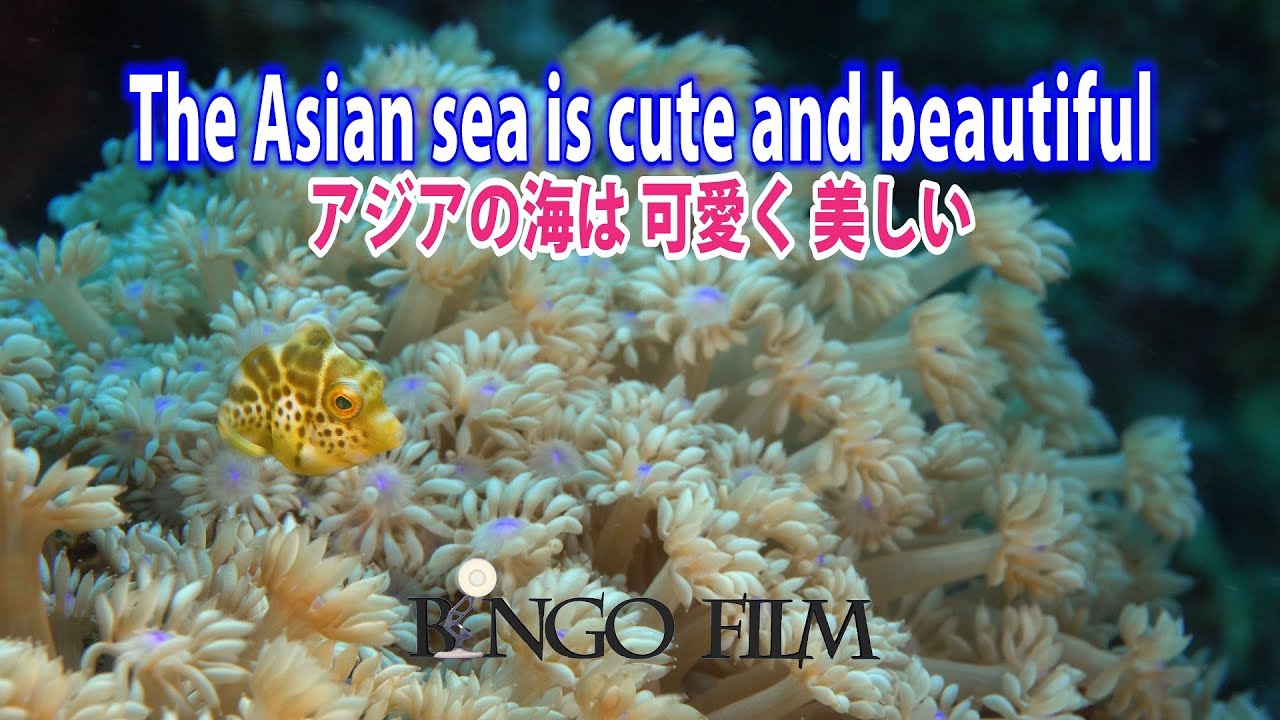 The Asian sea is cute and beautiful　アジアの海は可愛く美しい