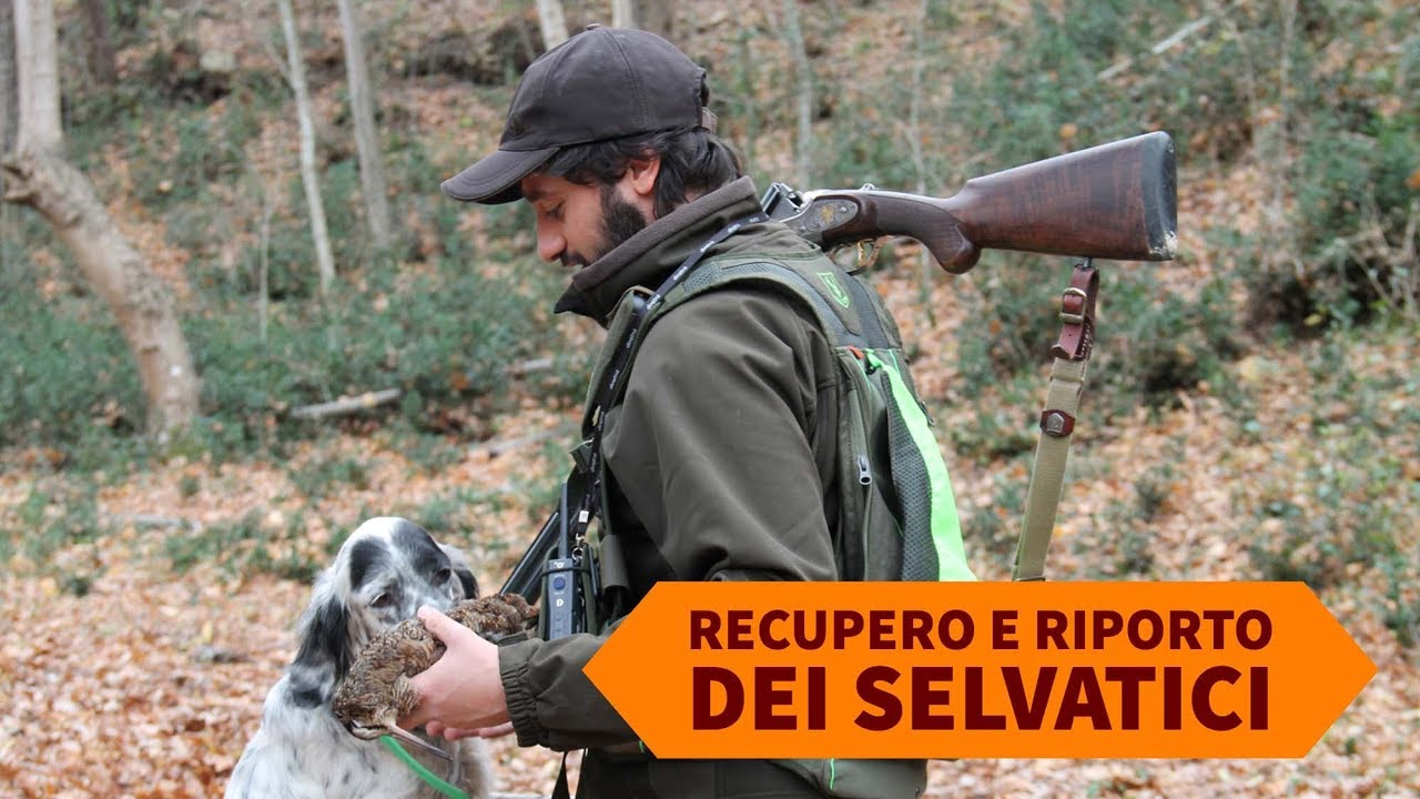 Caccia e cinofilia: recupero e riporto dei selvatici