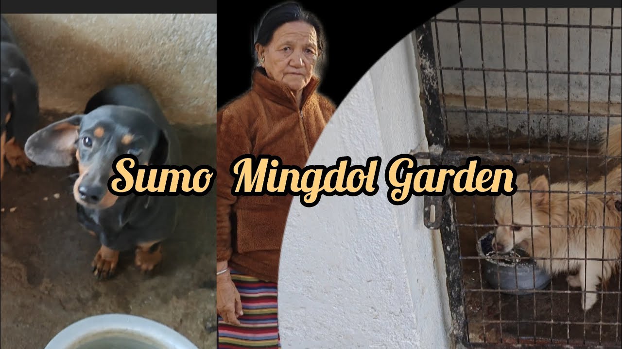 Reached Hunsur # Sumo Mingdol home 🎉🎊👍👍🎈