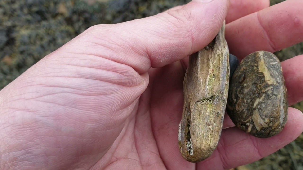 Fossil hunting at Helmsdale,  Scotland