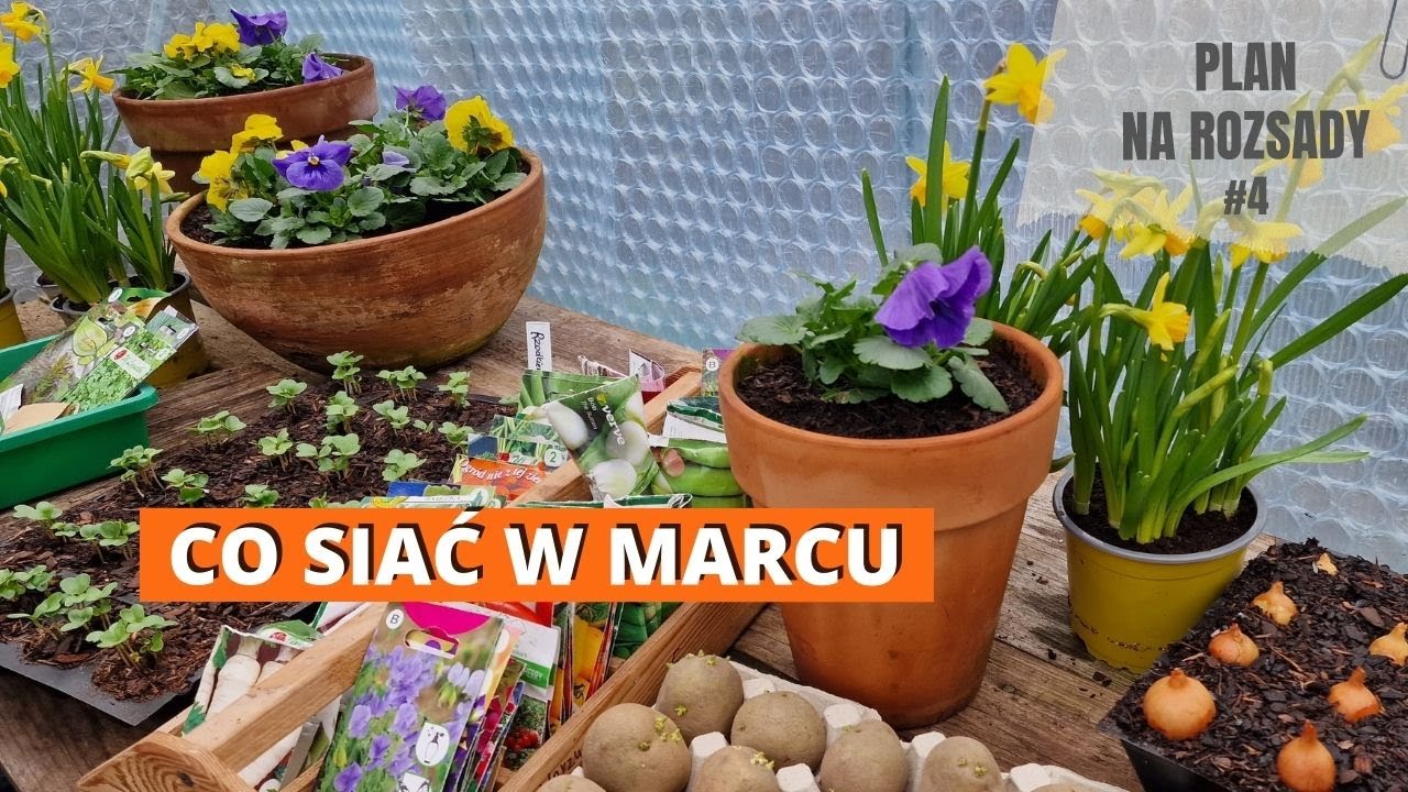 Co siać w marcu. PIERWSZA POŁOWA MARCA. Plan na rozsady