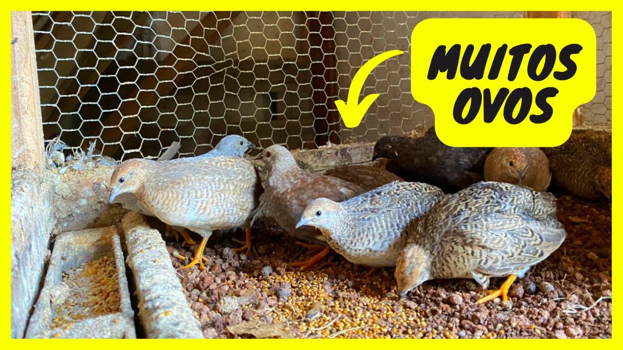 Dia de limpeza dos Viveiros das Codornas | Gutejando