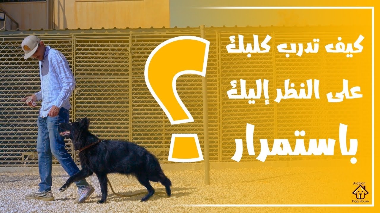 V#50 - كيف تدرب كلبك على التركيز ( النظر اليك باستمرار) خلال التدريب