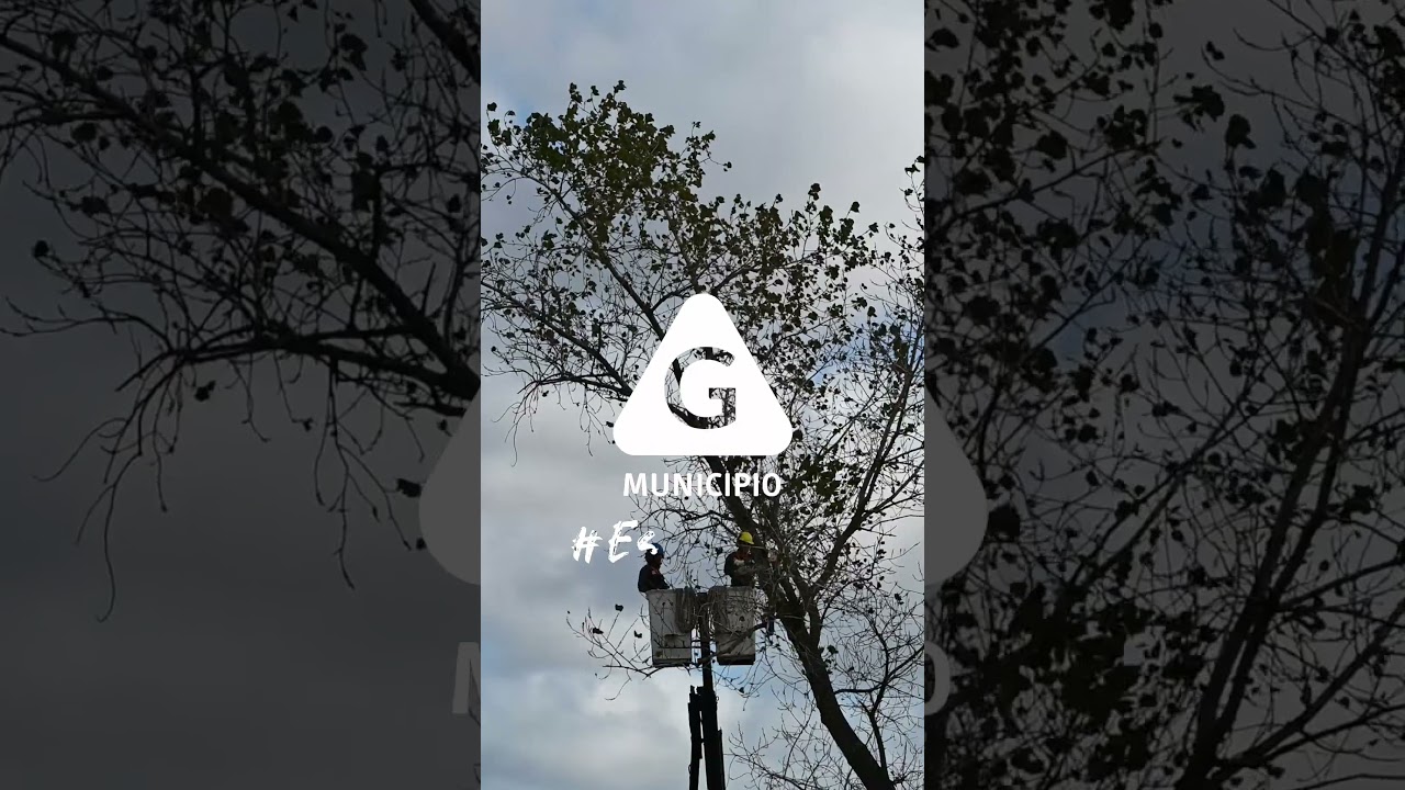Mantenimiento de arbolado 🍃 Municipio G