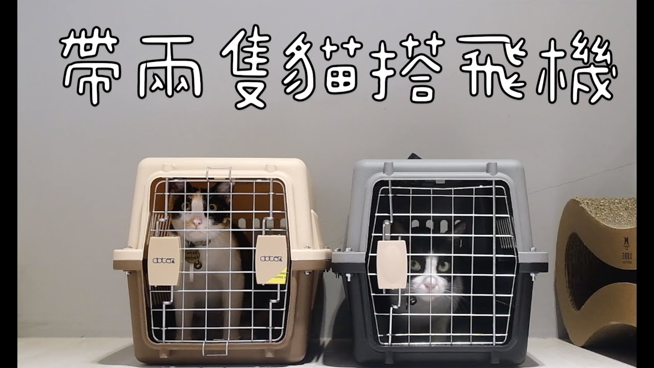 帶兩隻貓去搭飛機✈️端午連假我們去金門玩了FLYING WITH MY CATS.【Mushroom's Life】
