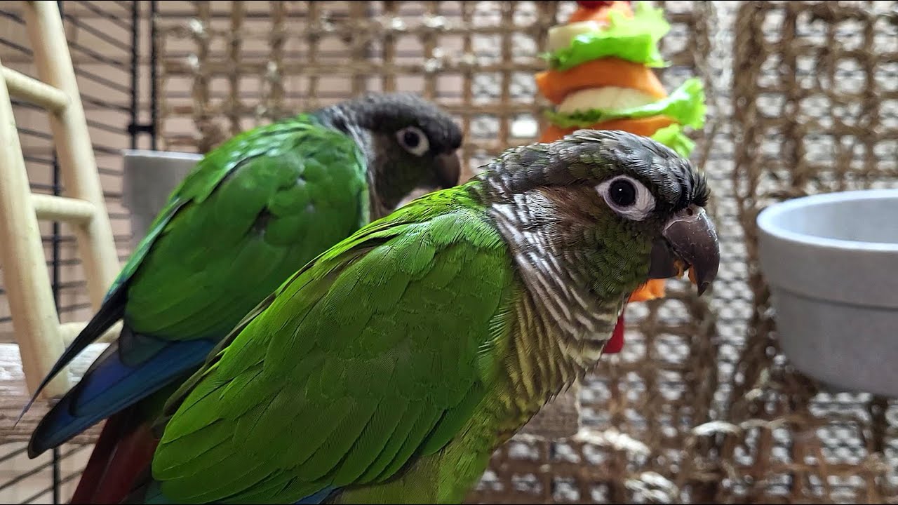 7 hours of relaxing conure parakeet sounds