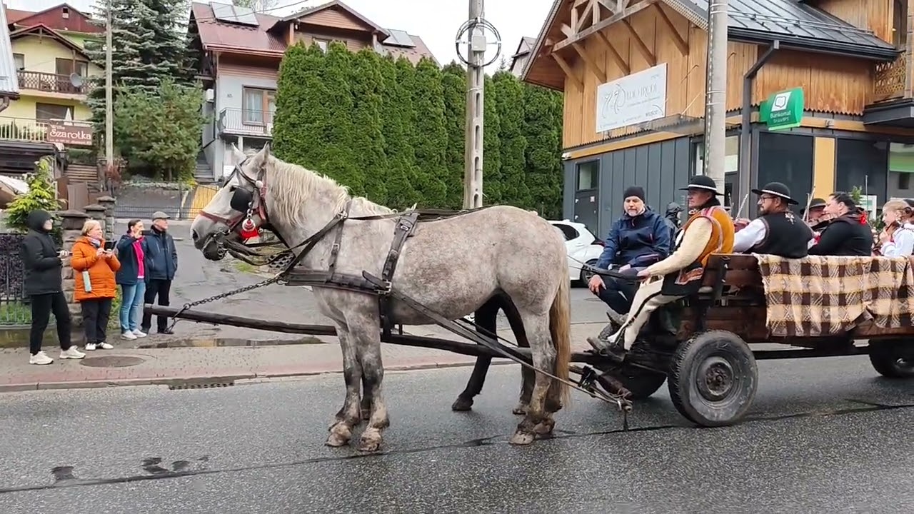 Przepiękne! REDYK 2025 Szczawnica. Stado owiec wraca z hal. Polska! (więcej nibawem)