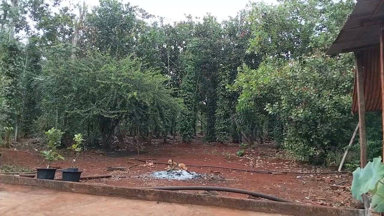 Chúc Mừng Em Bích Phương 
