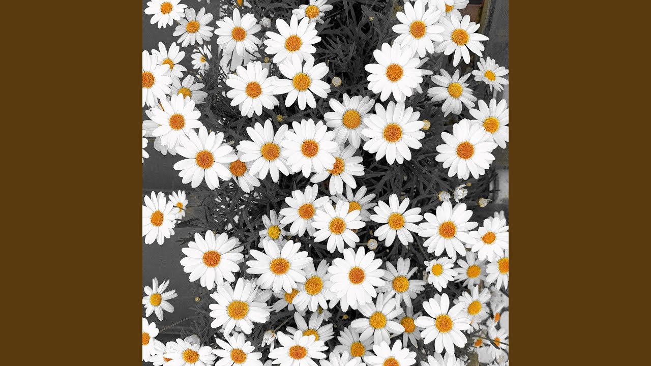 Daisy