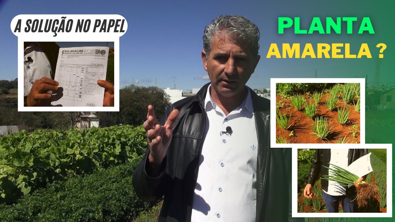 PLANTA AMARELADA NA HORTA? PODE SER ESSE O MOTIVO!