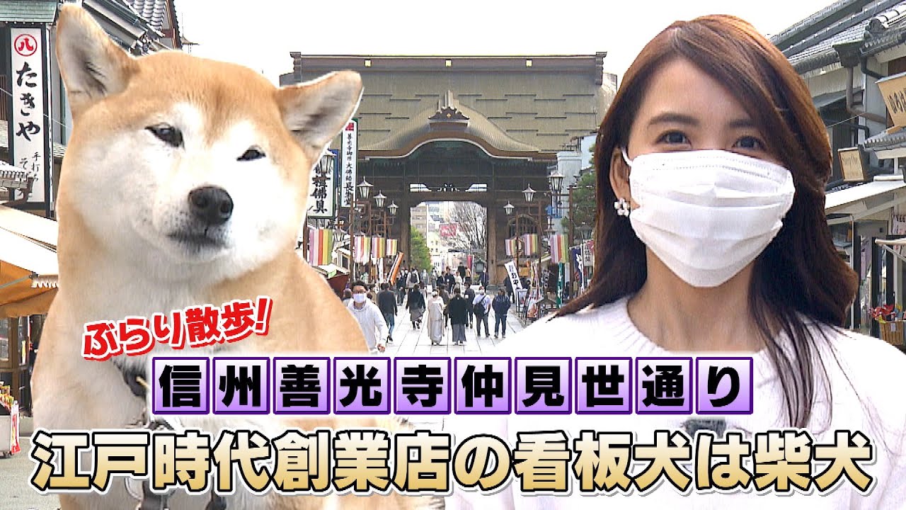 ぶらり散歩！信州善光寺仲見世通り！江戸時代創業店の看板犬は柴犬 / 伝統と新風！善光寺仲見世通りの魅力（いいね！信州スゴヂカラ 2021年4月10日）