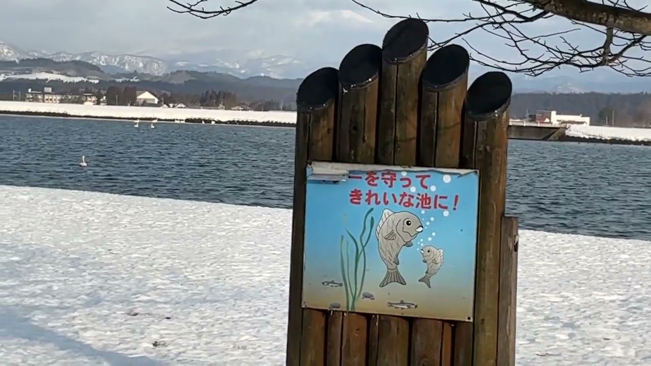 2026年3月1日　久しぶりに野々村ため池の水鳥に会いにきましたが、白鳥は🦢池中央でした。鴨達が賑やかで可愛いかったです🦆　#真室川町　#小さなヲジヤンの小さな旅 